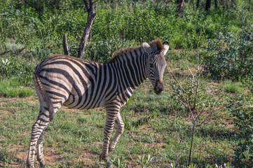 Zebra's grazing in the  wild at the Welgevonden Game Reserve in South Africa