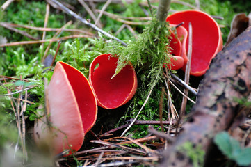 Czerwone "miseczki" - owocniki grzyba z rodzaju czarka Sarcoscypha Macroscyphus coccineus