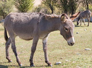 Obraz na płótnie Canvas a donkey