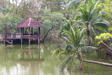trees near the river