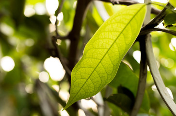 Single Green Leaf with Vein and sunlight