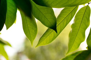Fototapeta na wymiar Background of green leaves pattern and texture
