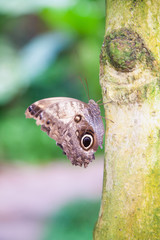 beautiful tropical brown with black circles iridescent butterfly named Morpho peleides, from Nymphalidae family, also known as Peleides Blue Morpho, Common Morpho or The Emperor, on green trunk tree
