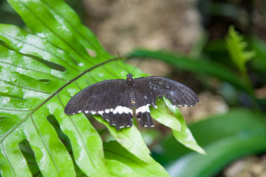 beautiful tropical black and white butterfly named Papilo Demolion, also known as Banded Swallowtail, from Asia, with broken wing on green plant leaf
