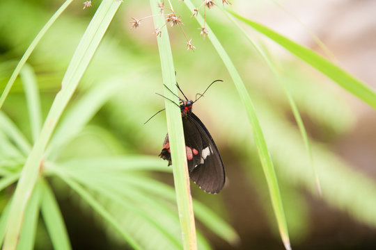beautiful tropical black and white butterfly named Parides iphidamas, from Papilionidae family, also known as Iphidamas Cattleheart and the Transandean Cattleheart, on green leaf plant
