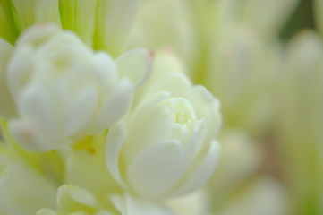 チューベローズの花（クローズアップ）