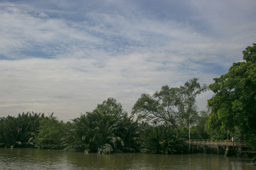 Fototapeta na wymiar trees near the river