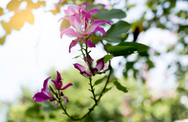 Hong Kong orchid,  Purple or Bauhinia flower blooming
