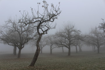 Apfelbäume im Herbstnebel 