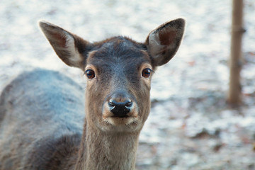 neugieriges Reh im Wald, Schnee-Hintergrund
