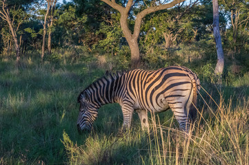Zebra's grazing in the  wild at the Welgevonden Game Reserve in South Africa