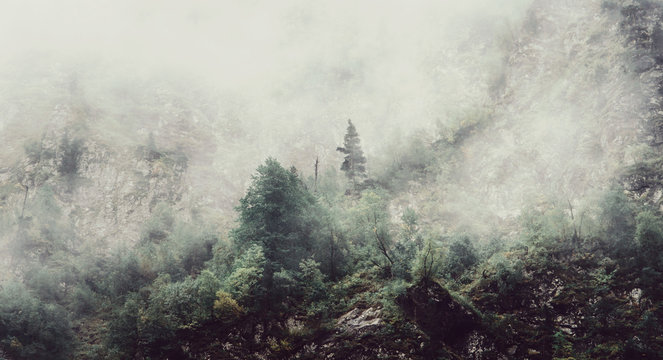 Fototapeta Fog in the forest