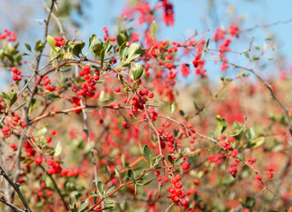 red berries of barberry on the branch