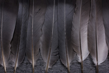 Close up pattern black feather background
