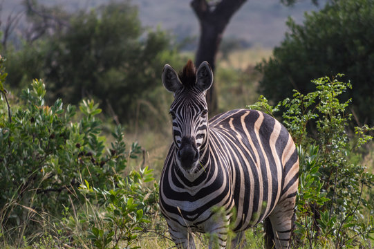 Fototapeta Zebra's grazing in the  wild at the Welgevonden Game Reserve in South Africa