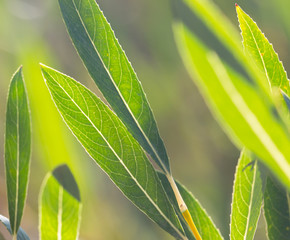 long narrow leaves as background