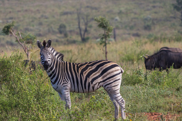 Zebra's grazing in the  wild at the Welgevonden Game Reserve in South Africa