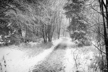 path winter forest