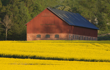 Barn at rapeseed