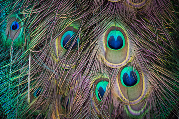 Colorful pattern of peacock feathers
