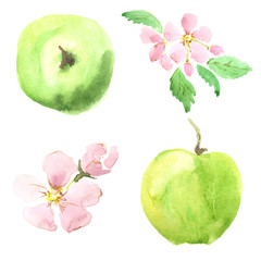 Apple and apple blossoms in watercolor technique