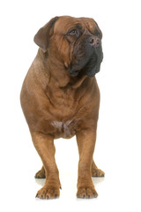 Obraz premium dogue de Bordeaux