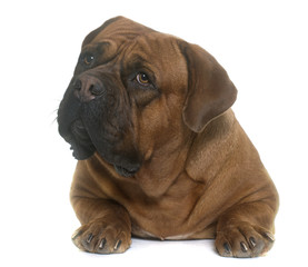 dogue de Bordeaux