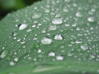 Green leaf with raindrops