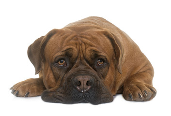 dogue de Bordeaux