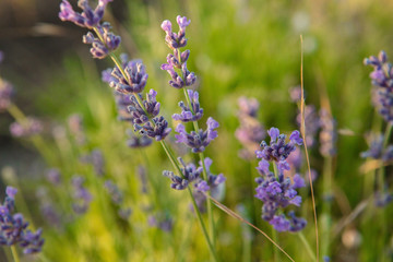 a branch of lavender in field