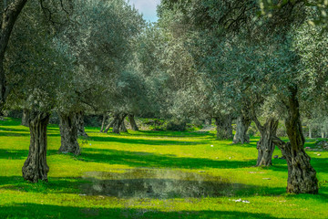 olive trees
