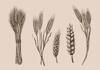 wheat ears sketch - obrazy, fototapety, plakaty