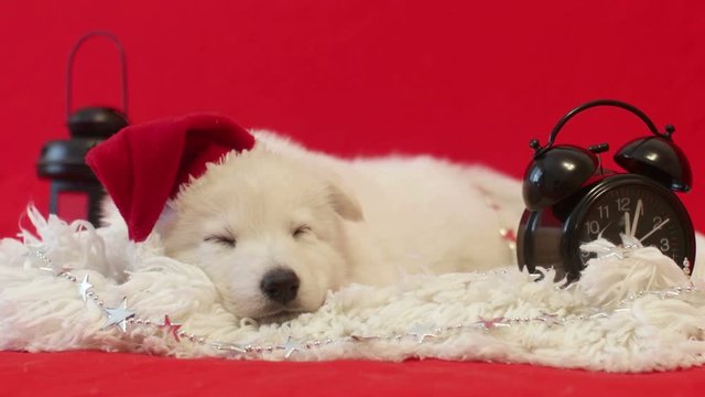 White Shepherd puppy in a hat of Santa Claus sleeping on a red background