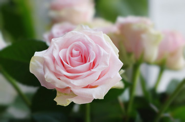 Beautiful pink rose in a garden