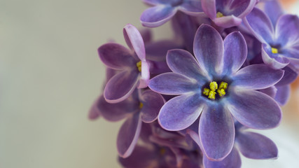 Lilac flower