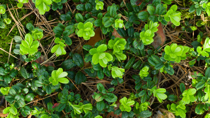 cowberry