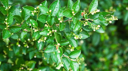 cotoneaster brilliant