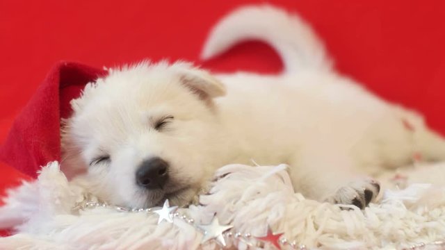 White Shepherd puppy in a hat of Santa Claus sleeping