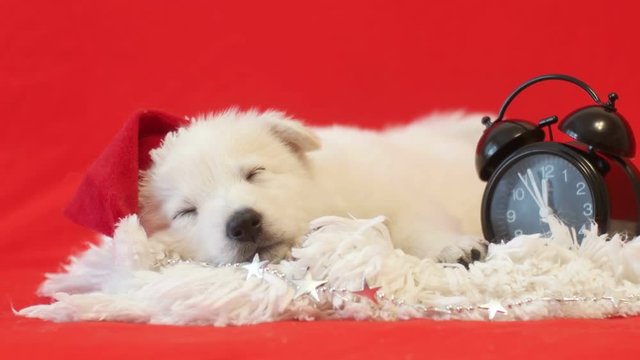 White puppy in a hat of Santa Claus sleeping
