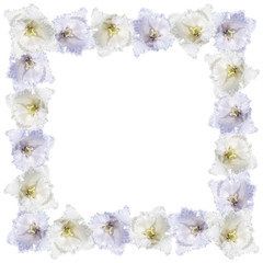 Naklejka na ściany i meble Beautiful floral background of white and purple tulips 