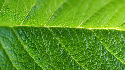 Leaf macro summer
