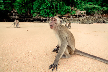 Monkey on the beach.