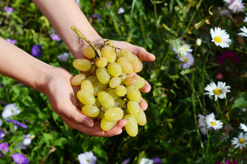 Naklejka na ściany i meble Farmer holding in hands fresh white grapes for making wine. 