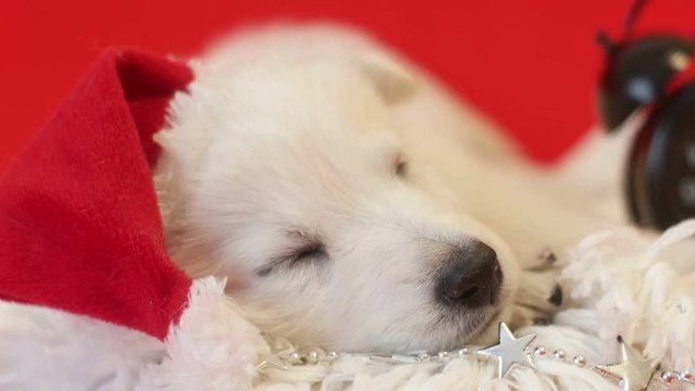 White Shepherd puppy in a Santa Claus hat sleeping, close-up