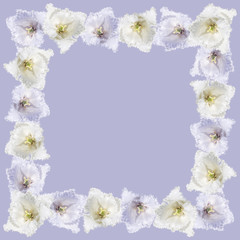 Beautiful floral frame of white and purple tulips 