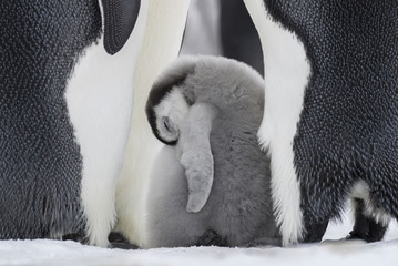 Emperor Penguins on the frozen Weddell Sea