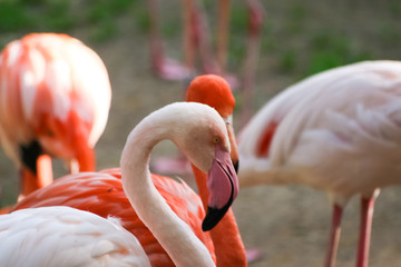 Beautiful pink flamingos in the zoo