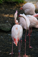 Beautiful pink flamingos in the zoo