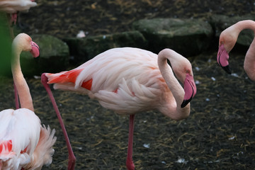 Beautiful pink flamingos in the zoo