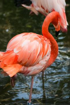 Beautiful pink flamingos in the zoo